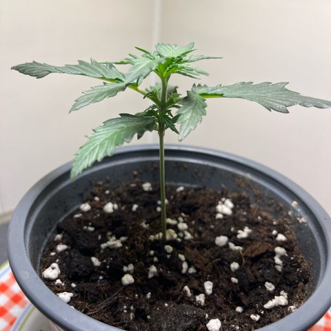 Moby Dick Auto - Fast Buds growlog timeline photo
