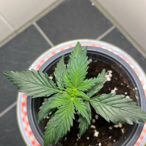 Moby Dick Auto - Fast Buds growlog timeline photo