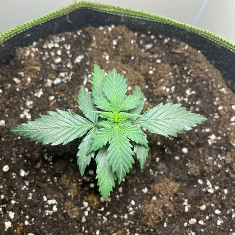 Moby Dick Auto - Fast Buds growlog timeline photo