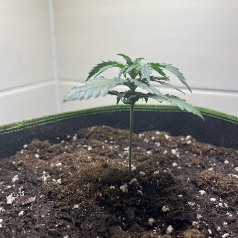 Moby Dick Auto - Fast Buds growlog timeline photo
