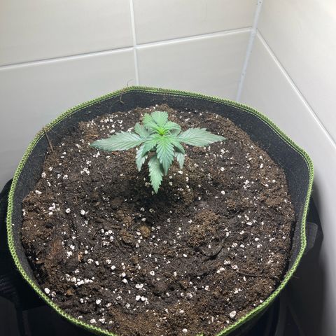 Moby Dick Auto - Fast Buds growlog timeline photo