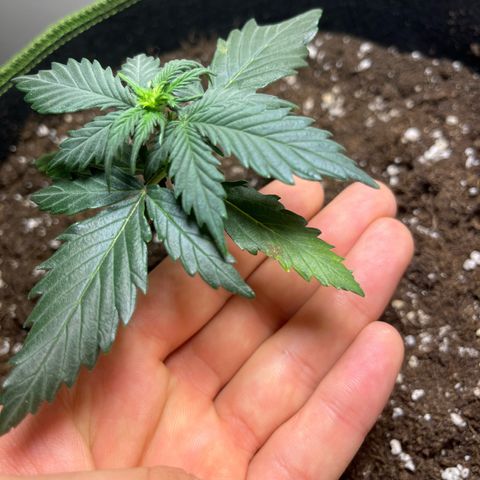 Moby Dick Auto - Fast Buds growlog photo: Erster Defizit // aktuell unbekannt 