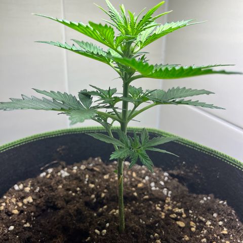 Moby Dick Auto - Fast Buds growlog timeline photo
