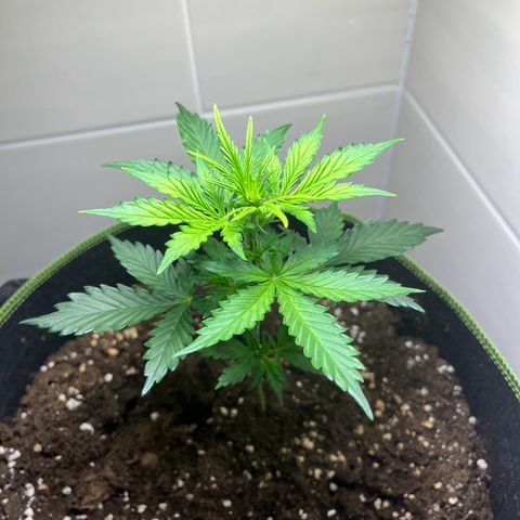 Moby Dick Auto - Fast Buds growlog timeline photo