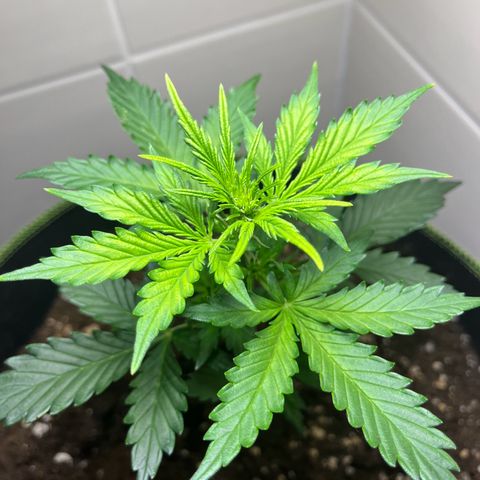 Moby Dick Auto - Fast Buds growlog timeline photo