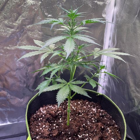 Moby Dick Auto - Fast Buds growlog timeline photo