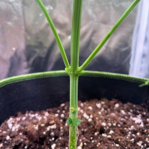 Moby Dick Auto - Fast Buds growlog timeline photo