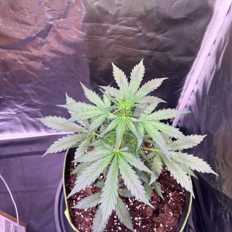 Moby Dick Auto - Fast Buds growlog timeline photo