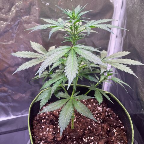 Moby Dick Auto - Fast Buds growlog timeline photo