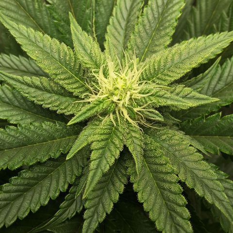 LAC Plant 1 growlog photo: Top bud