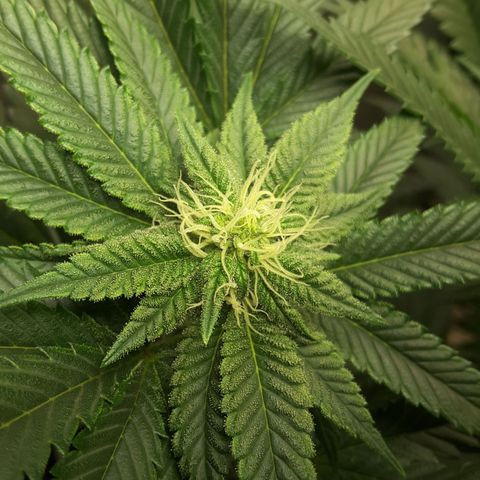 LAC Plant 1 growlog photo: Left bud