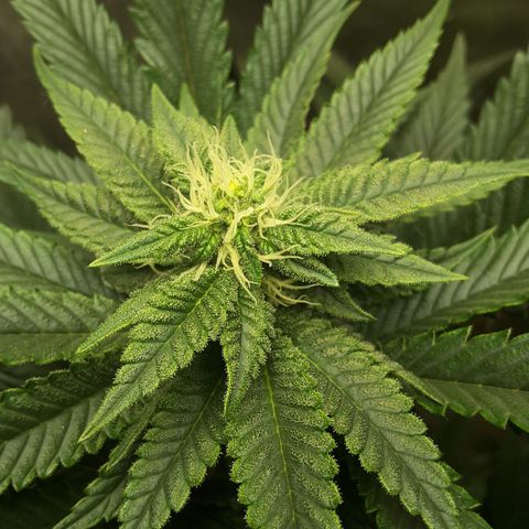 LAC Plant 1 growlog photo: Top bud