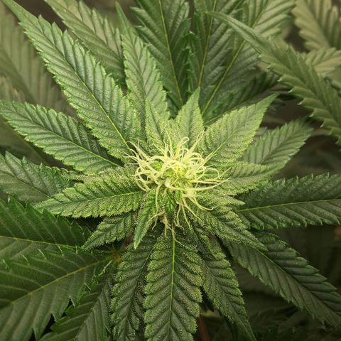 LAC Plant 1 growlog photo: Left bud