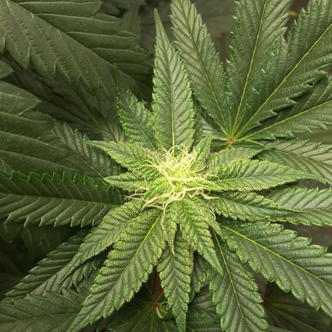 LAC Plant 1 growlog photo: Right bud