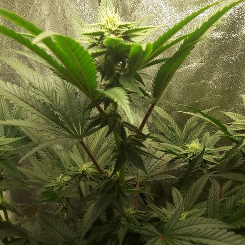 LAC Plant 1 growlog timeline photo