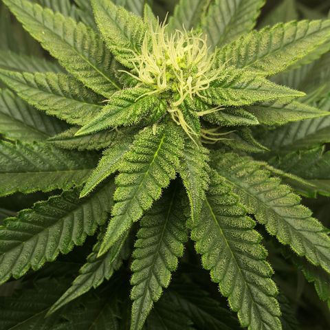 LAC Plant 1 growlog photo: Top bud
