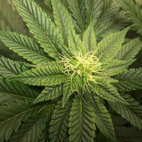 LAC Plant 1 growlog photo: Left bud
