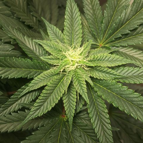LAC Plant 1 growlog photo: Right bud