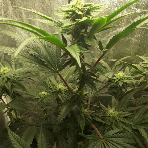 LAC Plant 1 growlog timeline photo