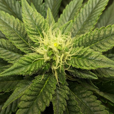 LAC Plant 1 growlog photo: Top bud
