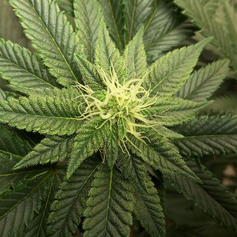 LAC Plant 1 growlog photo: Left bud