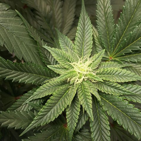 LAC Plant 1 growlog photo: Right bud