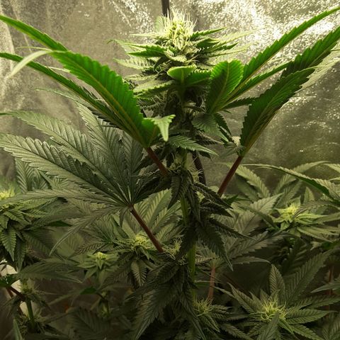 LAC Plant 1 growlog timeline photo