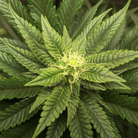 LAC Plant 1 growlog photo: Top bud