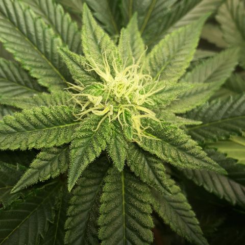 LAC Plant 1 growlog photo: Left bud