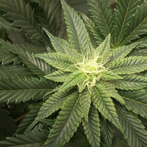 LAC Plant 1 growlog photo: Right bud