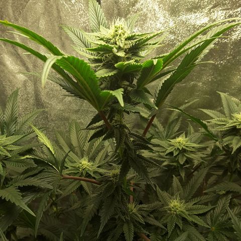 LAC Plant 1 growlog timeline photo