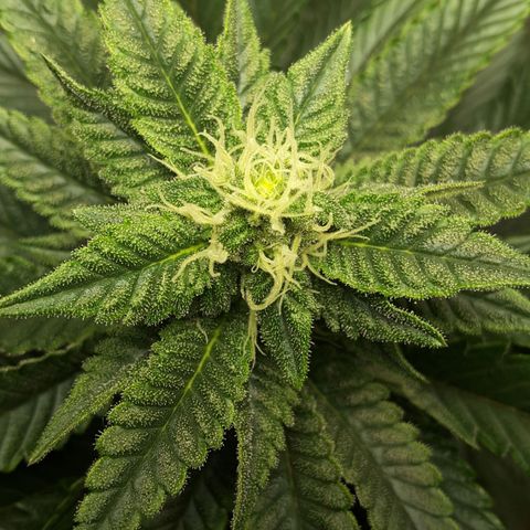 LAC Plant 1 growlog photo: Top bud