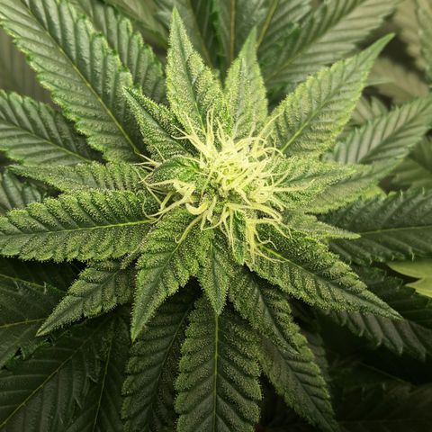 LAC Plant 1 growlog photo: Left bud