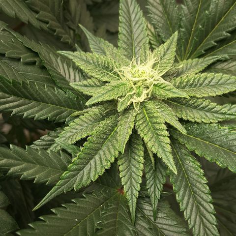 LAC Plant 1 growlog photo: Right bud