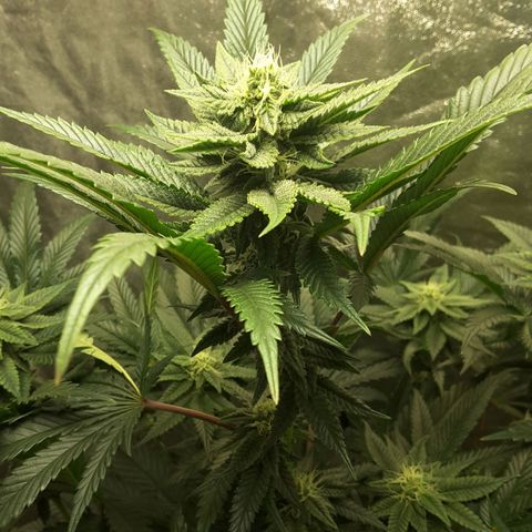 LAC Plant 1 growlog timeline photo