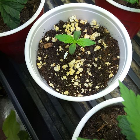 LAC Plant 1 growlog photo: Baby