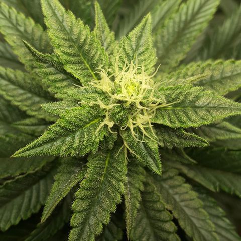 LAC Plant 1 growlog photo: Top bud