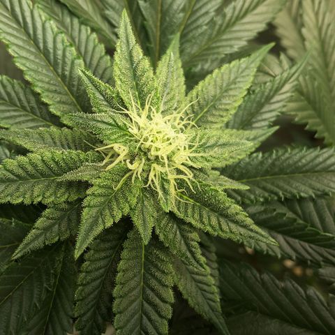 LAC Plant 1 growlog photo: Left bud