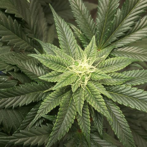 LAC Plant 1 growlog photo: Right bud
