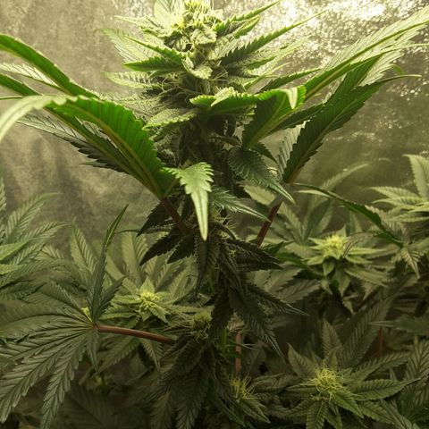 LAC Plant 1 growlog timeline photo