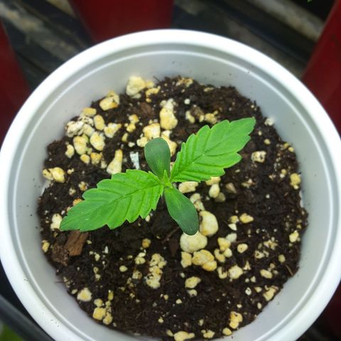 LAC Plant 1 growlog photo: Baby