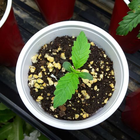 LAC Plant 1 growlog timeline photo