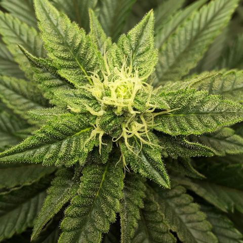 LAC Plant 1 growlog photo: Top bud