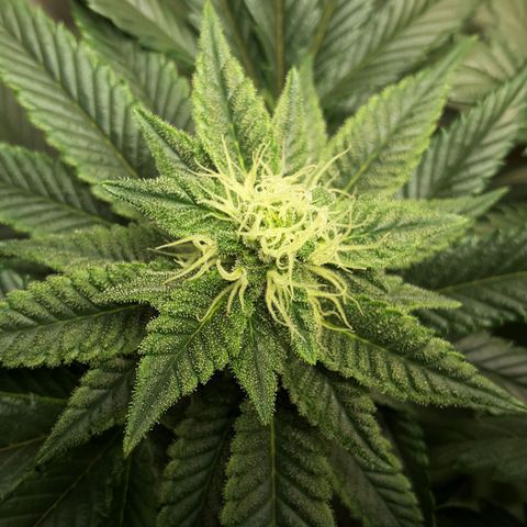 LAC Plant 1 growlog photo: Left bud