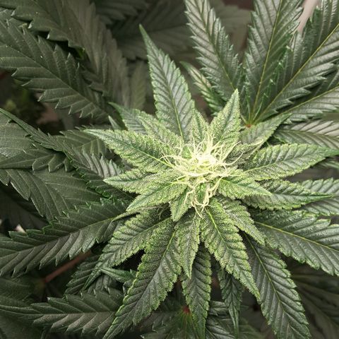 LAC Plant 1 growlog photo: Right bud