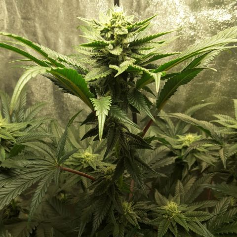 LAC Plant 1 growlog timeline photo