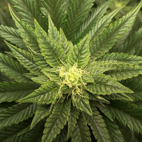 LAC Plant 1 growlog photo: Top bud