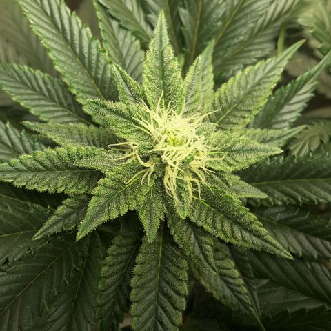 LAC Plant 1 growlog photo: Left bud