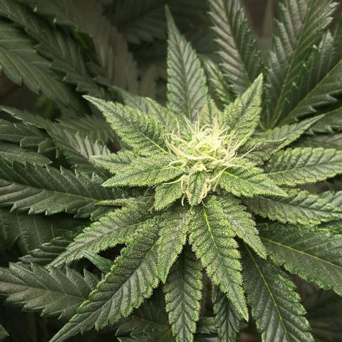 LAC Plant 1 growlog photo: Right bud