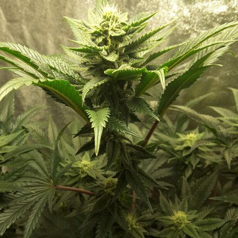 LAC Plant 1 growlog timeline photo